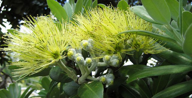 The Waitara riverbanks are also home to the oldest yellow pohutakawa on the mainland 