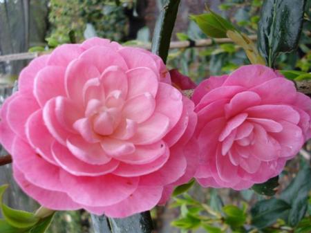 Camellia Dreamboat - probably justifies being called a classic now