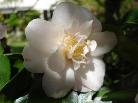 Cream Puff - somewhat like a powder puff in appearance