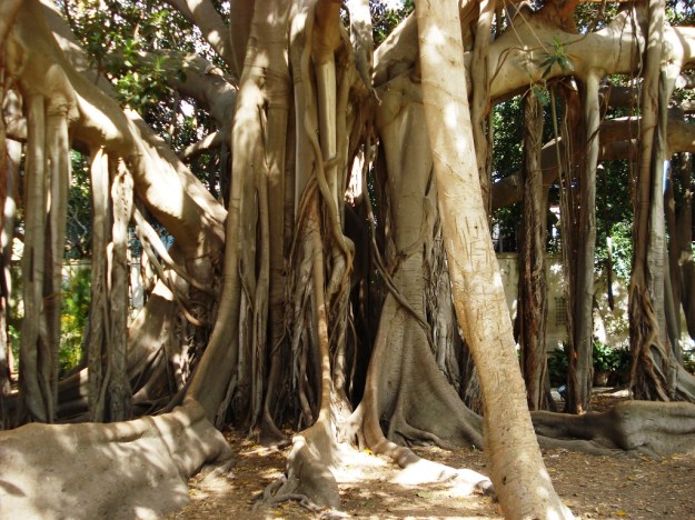 The ficus bid for total domination at Orto Botanico
