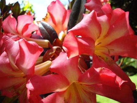 Pink Jazz - named for a daughter with an obsession for hot pink