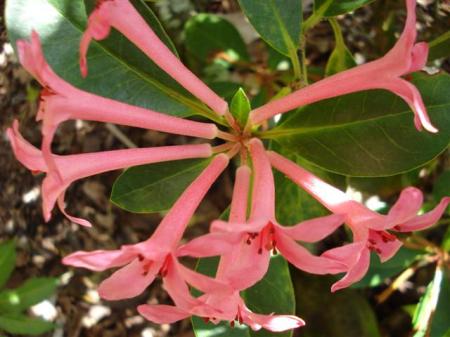 Sherbet Rose - smaller flowers but a powerful fragrance