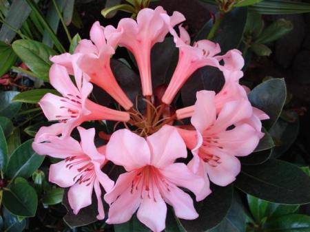 Sweet Vanilla (Small)