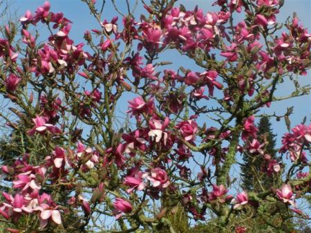 Magnolia Apollo, Felix's best purple