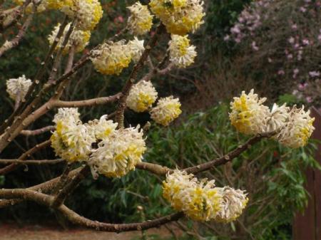 Edgeworthia papyrifera, often called the yellow daphne