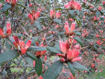 Rhododendron spinuliferum