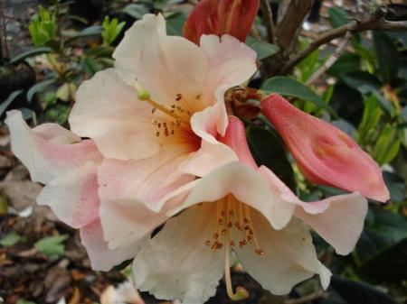 Katie (Small) Katie can form a wall of apricot to peachy orange flowers
