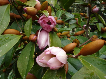 Fairy Magnolia Blush