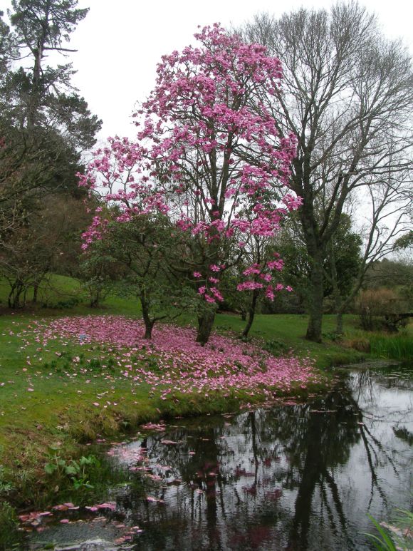 Magnolia Lanarth - now past its best
