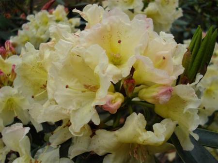 Meadow Lemon2 (Small) Meadow Lemon - healthy with no spraying in our meadows