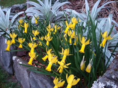 Flowering now - narcissus cyclamineus hybrids