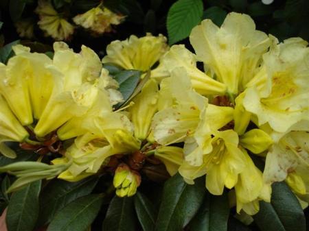 Saffron Queen3 (Small) Saffron Queen is indeed saffron yellow and can entirely smother the bush in bloom