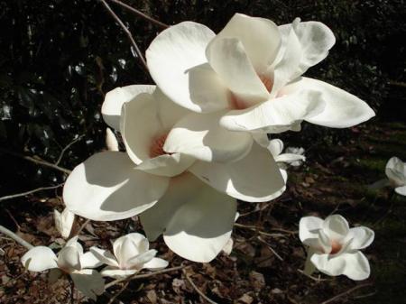 Mark calls it the Fab Ab series in our North Garden