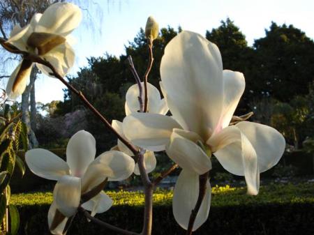Even the nursery plants of Lotus have flowered this year