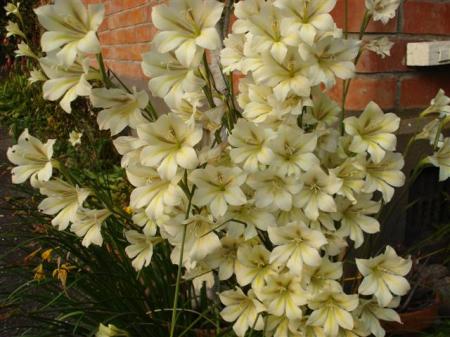 Gladiolus tristus - the charm of the species