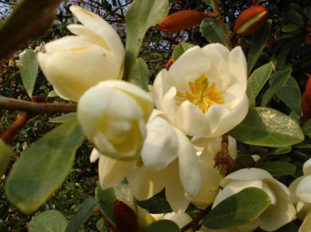 Honey Velvet, Mark's dianica selection