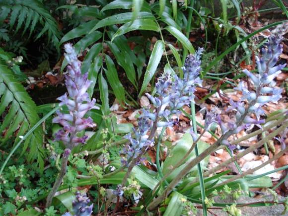Probably lachenalia orchioides var. glaucina