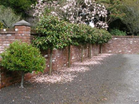 Interlocking circles of pink michelia petals