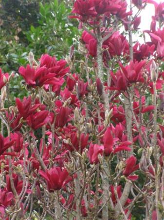 Burgundy Star opening its flowers