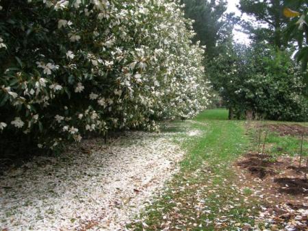 The Snow Flurry series flower on