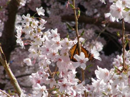 Prunus Awanui feeding the monarch butterflies this week