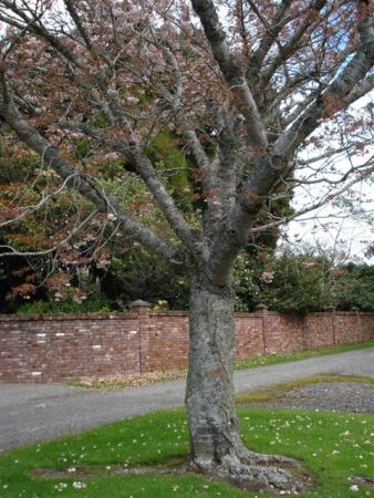 A useful Y shape for a driveway tree