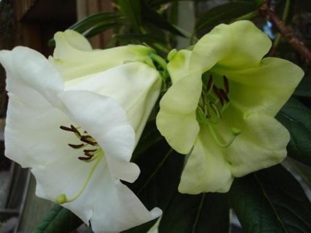 Rhododendron Yvonne Scott - bringing startling lime green into the nuttalliis