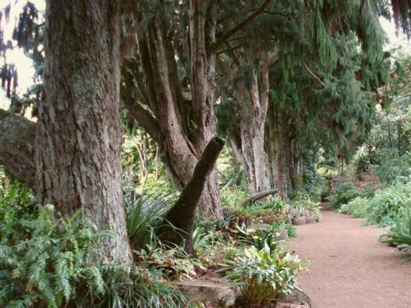 Lifting and limbing allows us to garden below our avenue of huge rimu trees