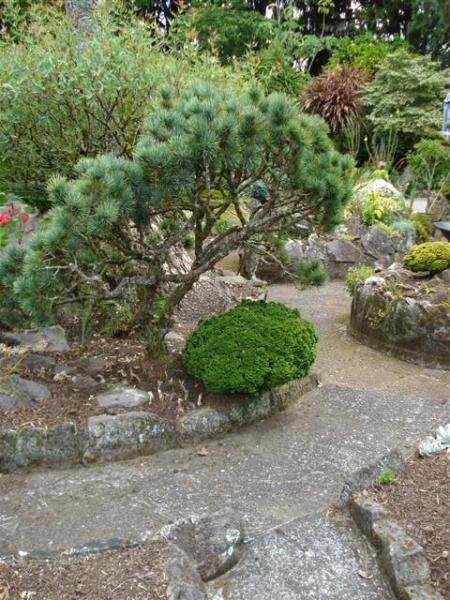 The refurbished rockery looks a little barren in places but below the mulch are many bulbs waiting to spring into fresh growth