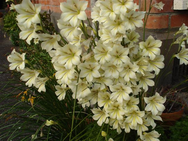 Gladiolus tristis - a spring charmer