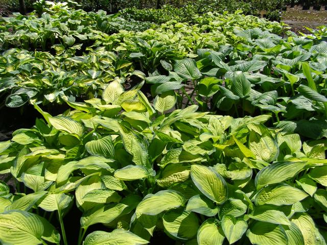 The hosta crop in the nursery