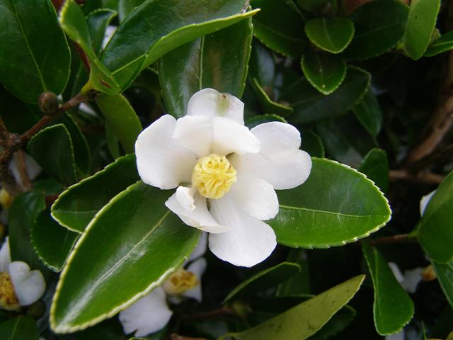 The simple charm of the species, Camellia brevistyla