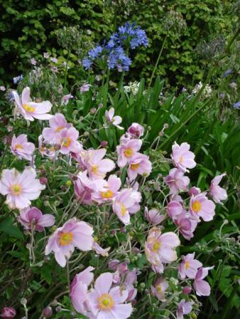 Wind anemones and agapanthus on our road verge