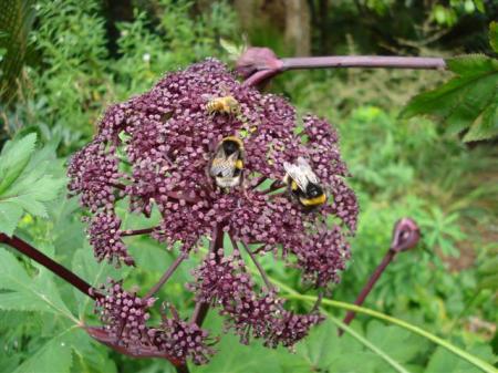 Angelica gigas alive with bumble bees and honey bees, along with a few unwelcome wasps leaving little room for the butterflies who would also enjoy it
