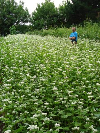 Mark surveys his field of buckwheat, swan plants to the right
