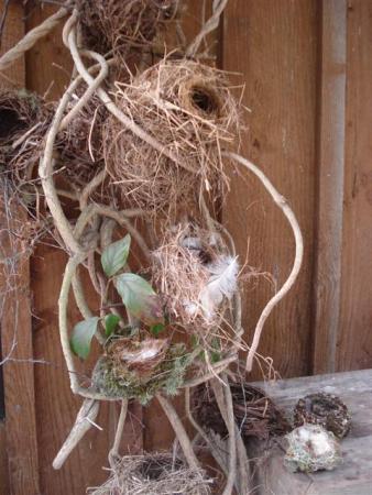 The growing collection of birds's nests