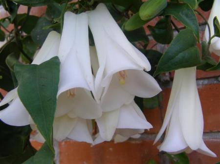 The perfect white waxy bells of Lapageria alba