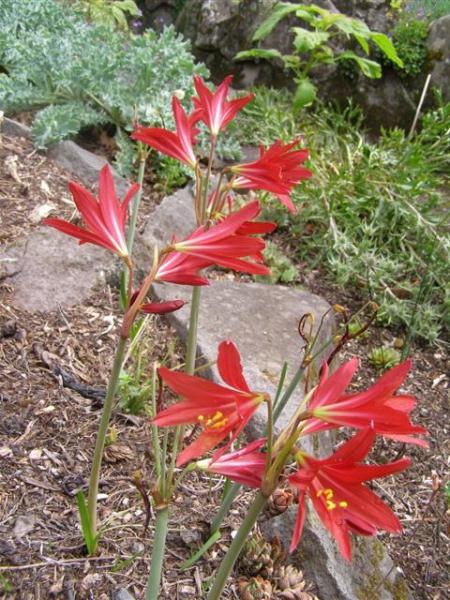 An ephemeral late summer delight - Rhodophiala bifida