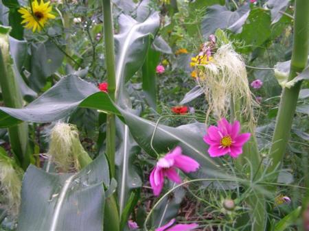 The rows of corn in the garden are interplanted with food for the butterflies here