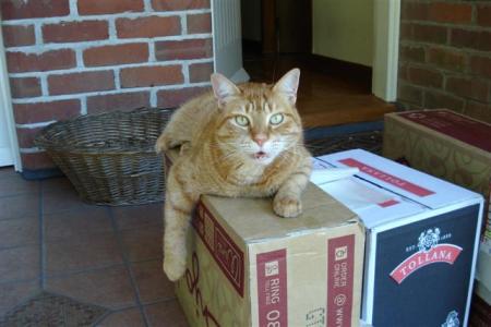 The late Buffa, on guard here at Tikorangi last year