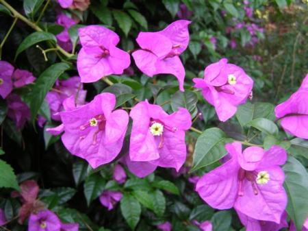 Decidedly rampant, extremely spiny but quite spectacular - the bougainvillea