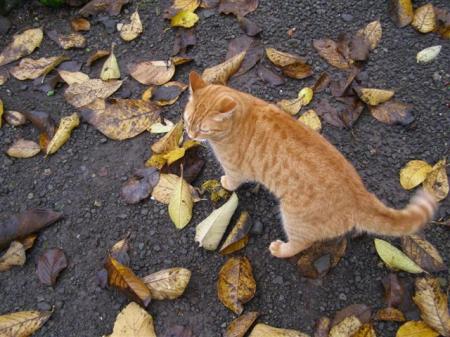 The end of a chapter. Buffy the cat, a part of our lives for over 10 years, is no more.