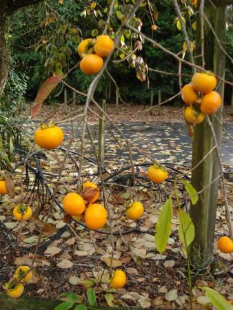 The persimmon in autumn is more about looks than taste, for us at least