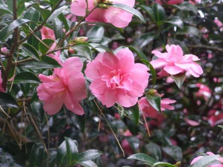 Camellia sasanqua Elfin Rose - a personal favourite