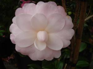 The floral perfection of Camellia Mimosa Jury