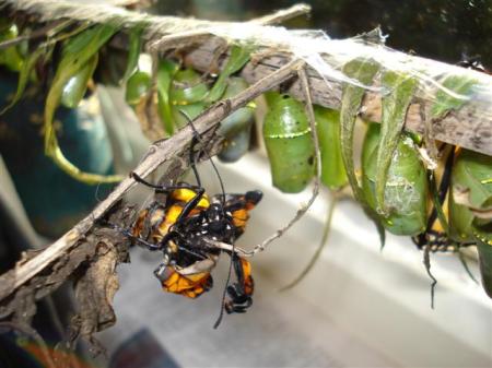 The Monarch Rescue Centre