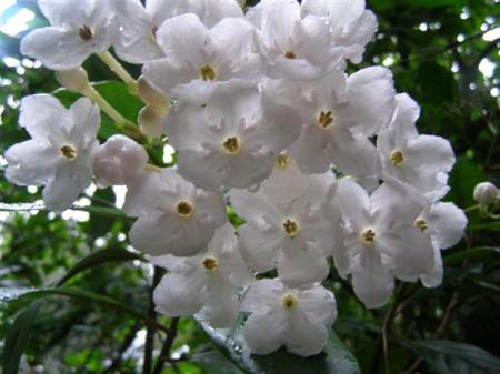 The sweet fragrance of Luculia Fragrant Pearl through autumn and winter