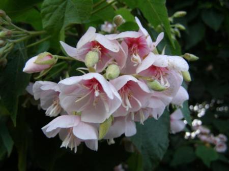 Dombeya burgessiae is more autumn flowering in its homelands but here it is blooming in mid winter