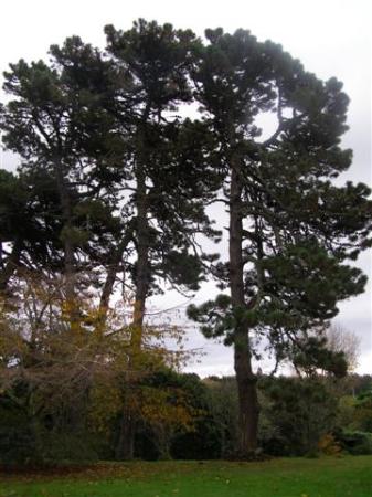 After 130 years, our Pinus muricata are somewhat more compact than the P. radiata windbreak trees of the same vintage.