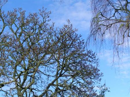 A magnolia to the left and silver birch to the right, silhouetted against the winter sky